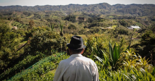 campesino mayor de espaldas, mirando hacia el campo en el horizonte