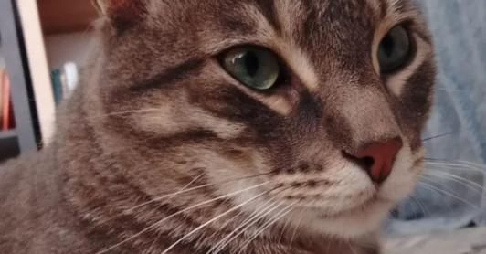 Gatos y sismos: qué hacer durante y después de un terremoto.
