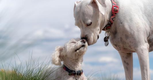 Abandono animal en El Dorado pareja dejó a sus dos perros al no cumplir los requisitos para viajar