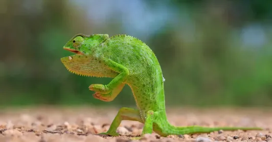 Las fotos más divertidas del reino animal que compiten por el premio Nikon Comedy Wildlife 2026