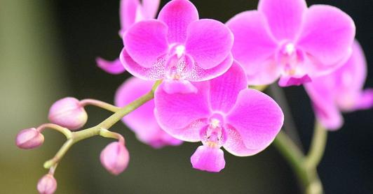 ¿Que-plantas-exoticas-se-encuentran-en-la-region-amazonica.jpg