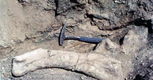 Nuevo_dinosaurio_chile.jpg