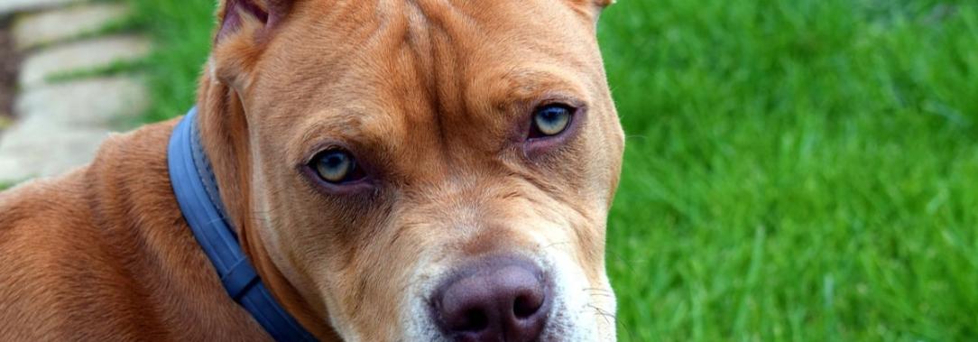 ¡Desgarrador-Pitbull-mato-a-un-gato-en-pleno-conjunto-residencial.jpg
