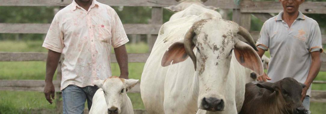 Campesinos-y-ganado-Foto-Colprensa1.jpg