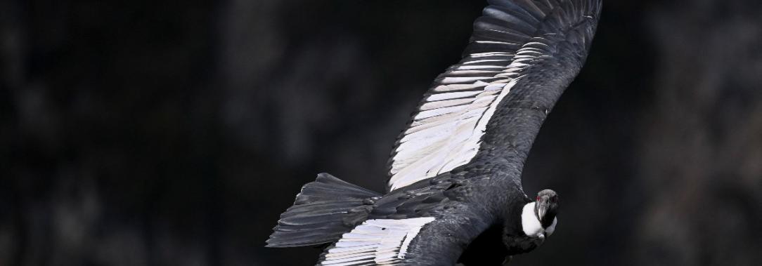 Condor_colombia_panorama.jpg