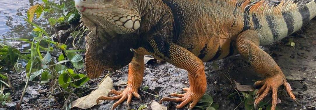 Iguanas-Historias-Barranca.jpg