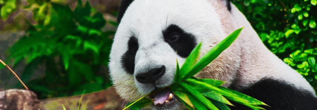 Oso-Panda-China.jpg