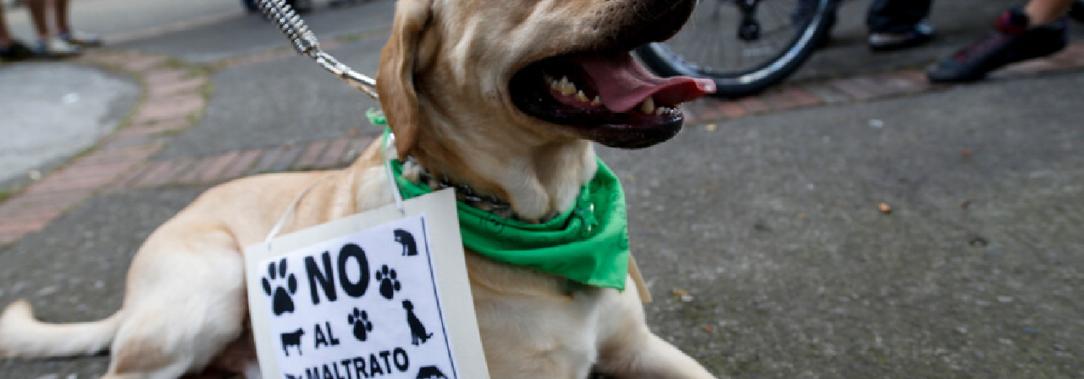 Perro-arrollado-en-Marinilla.jpg