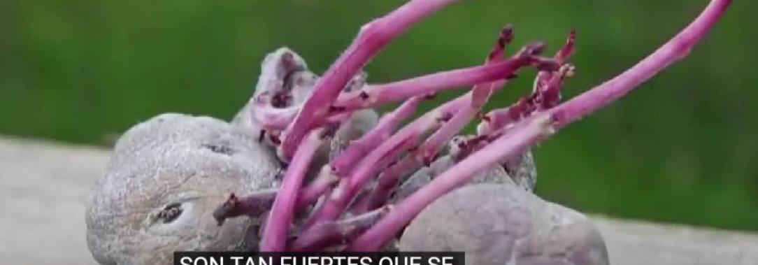 Video-Asi-son-las-papas-resistentes-al-cambio-climatico.jpg