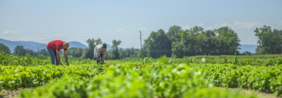 ciencia-agropecuaria.-Foto_-Freepik.jpg