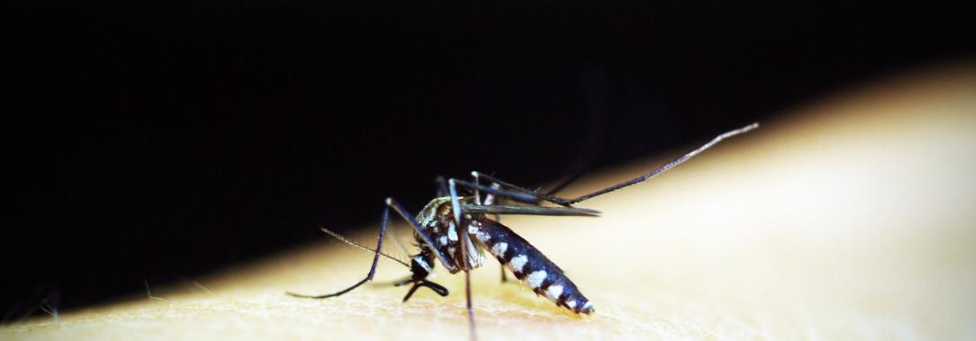 mosco-dengue.jpg