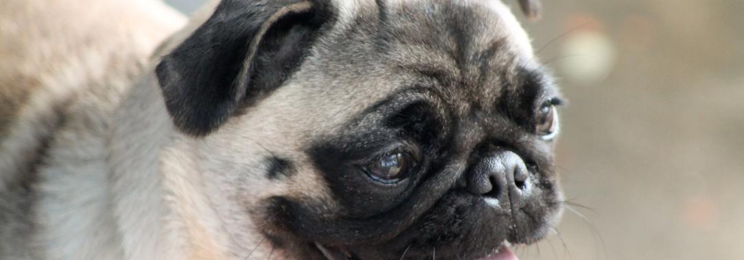 pug-2316809_1920.jpg