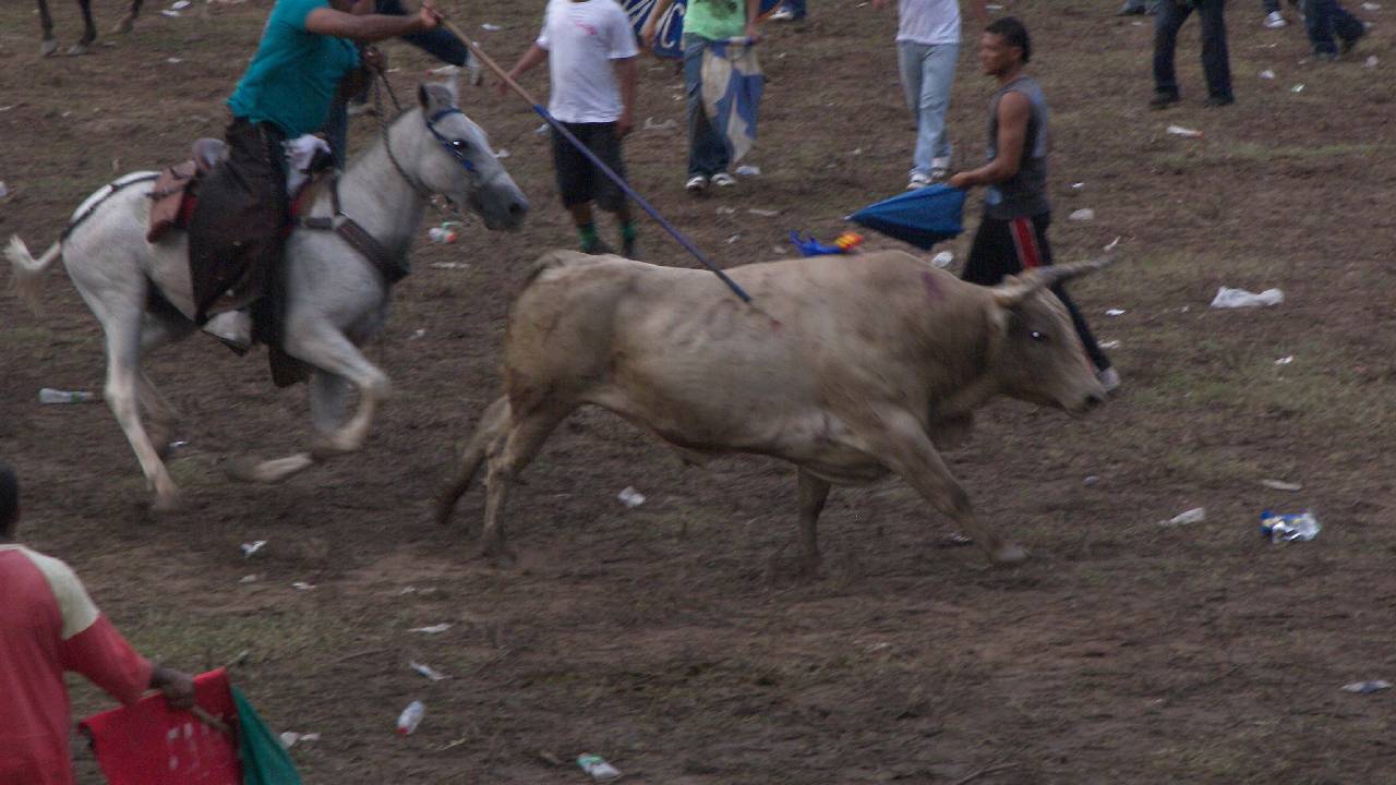 Gustavo Petro pide no autorizar más espectáculos con animales