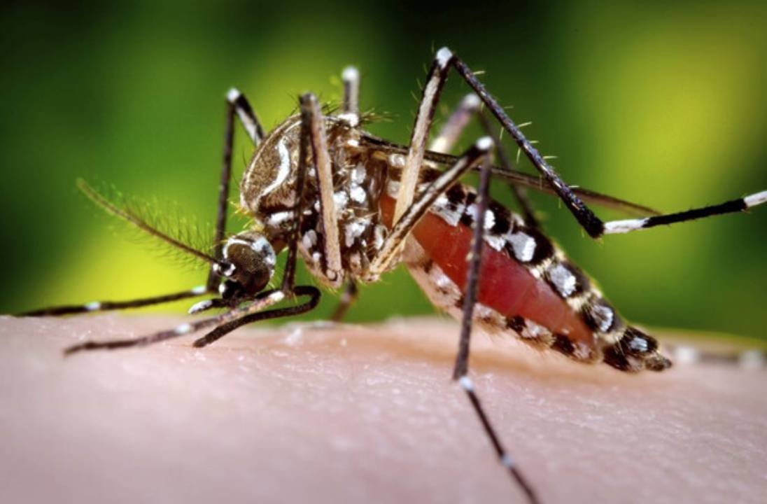 dengue