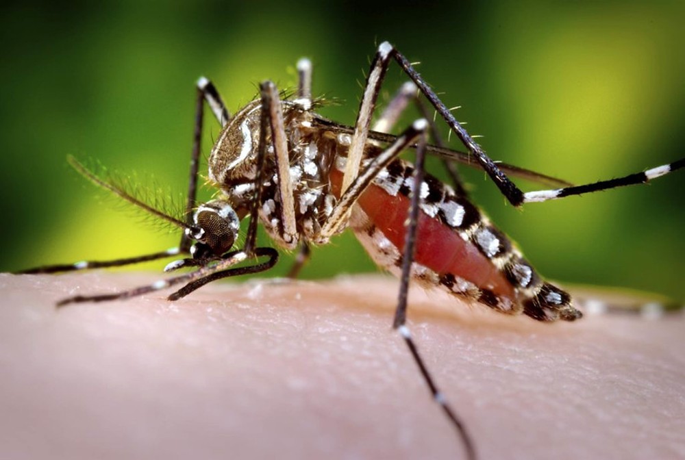 Dengue