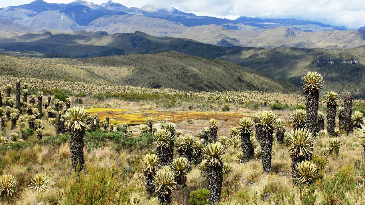 Frailejones calcinados por incendio forestal en el páramo de Siscunsí – Ocetá