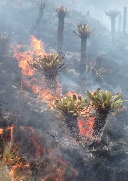 incendio laguna de tota