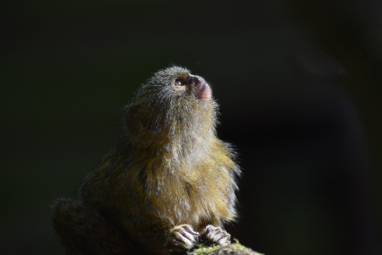 primates amenaza america latina