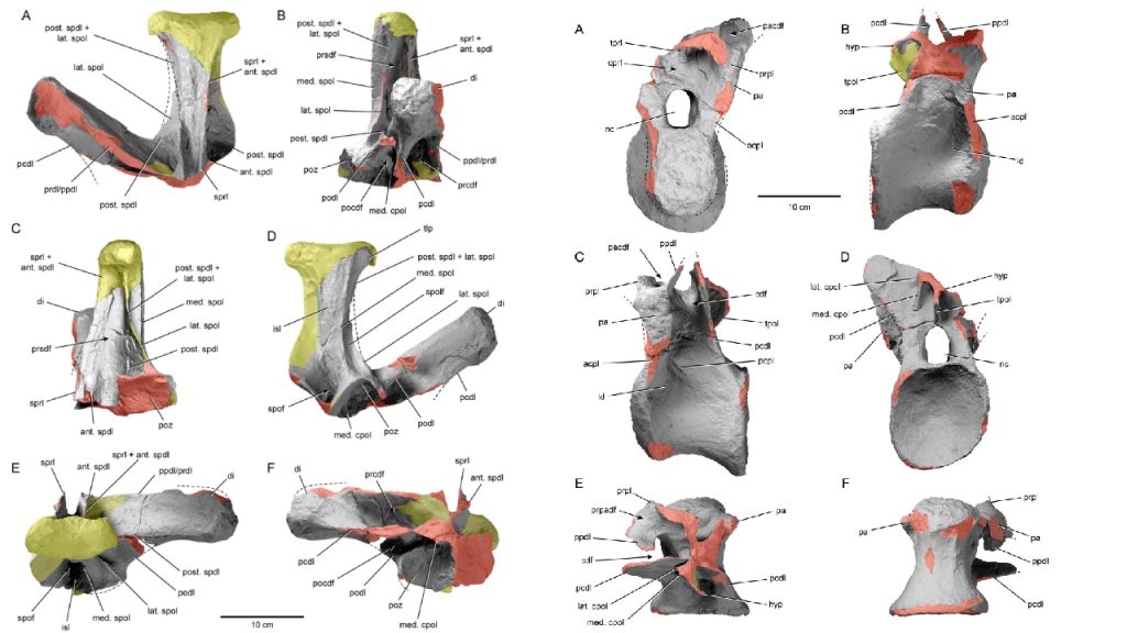 Serranía del perijá segundo dinosaurio descubierto en Colombia